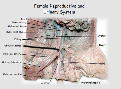 The Internal Anatomy - Fetal Pig Dissection (female)